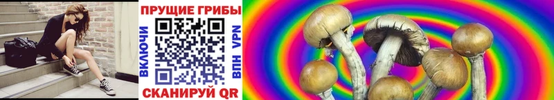 Псилоцибиновые грибы GOLDEN TEACHER  Тайшет 
